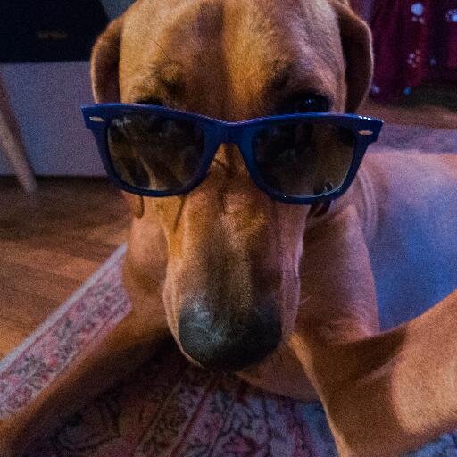 Woof woof, bark bark... but seriously my name's Louie. Just a dog trying to make it in the world. My owners name is Tyler. Also I am Batdog!