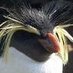 Corvid COVID 🌻💙 (@eridowd) Twitter profile photo