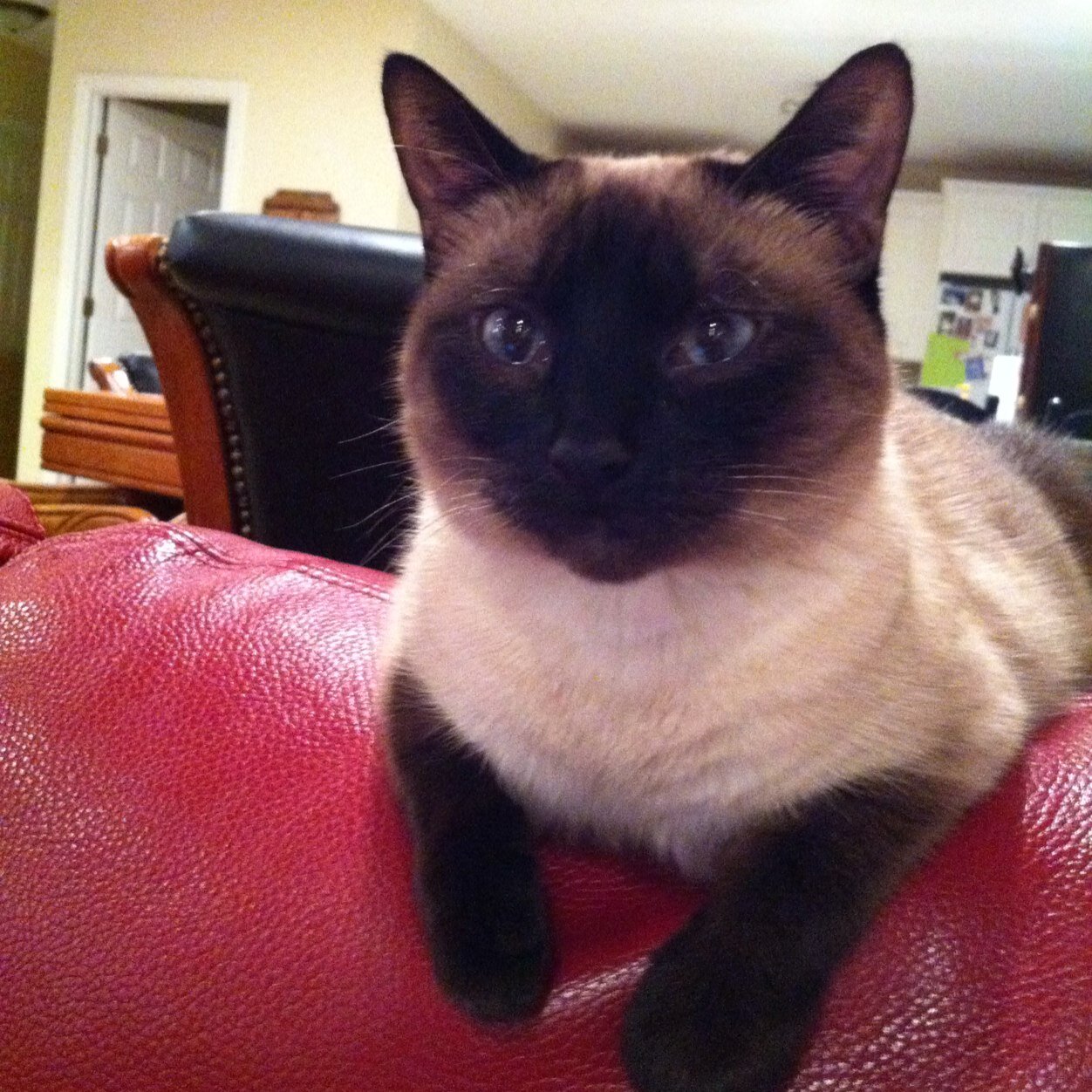 I'm a siamese cat princess