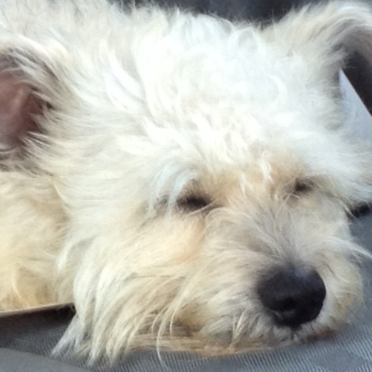 ibcookin4u's profile picture. PC lady for 17 years, mom of 2 dd, wife, sister and daughter! Very blessed, thankful and filled with joy! #sulsprisd #pamperedchef #decoratedcookies #MSUMOM