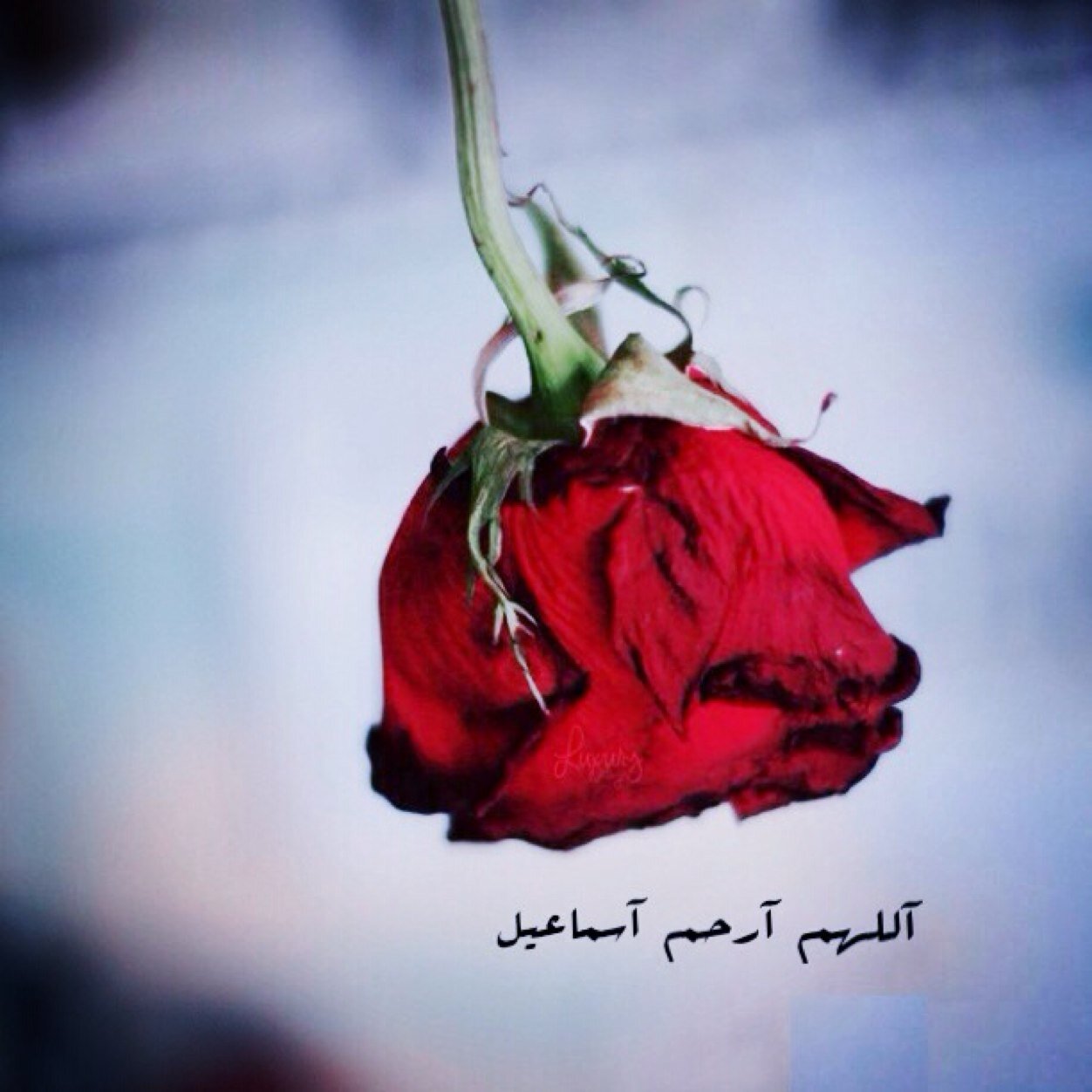 لأن الحب دعاء لم أنساك في دعائي ❤️
