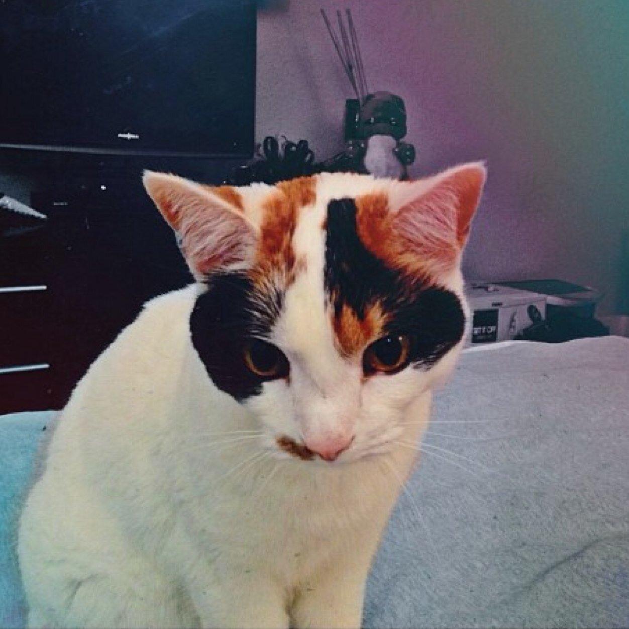 i'm @MaxxSIO's cat, i'm more popular than him though. my dad and mom follow. meow.