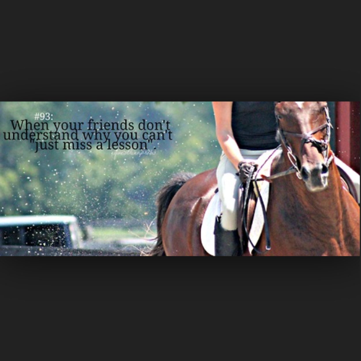 riderprobs832's profile picture. I follow back all equestrian accounts