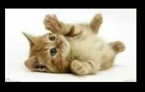 whatevers