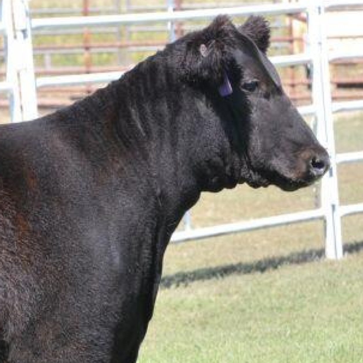 Because we all know that one kid who doesn't live the actual stock show life.