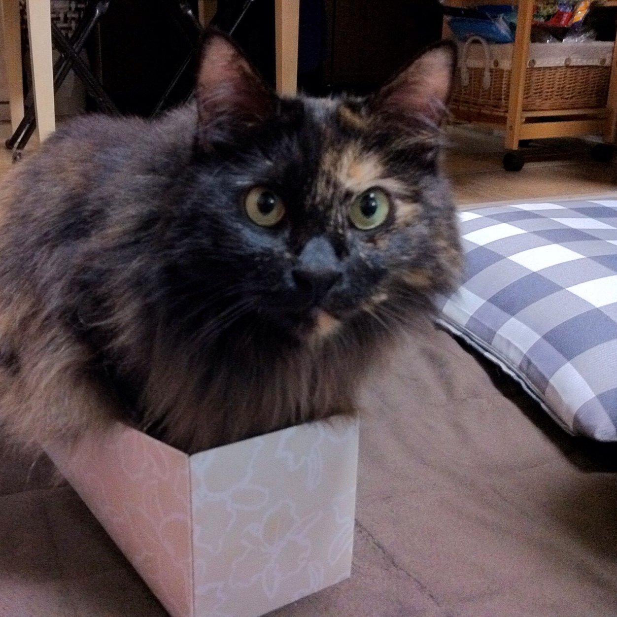黒いスポーツカーと黒猫とラジオが好きです。「おはよう埼玉まるごとロードスターMTG」の二代目管理人だったりします。黒いユーノスロードスター(NA8C)と青いL700ミラジーノ 乗り。ガンダムヘイズルのおかげでガンプラ熱が再燃