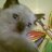 IsabelKikina's profile image