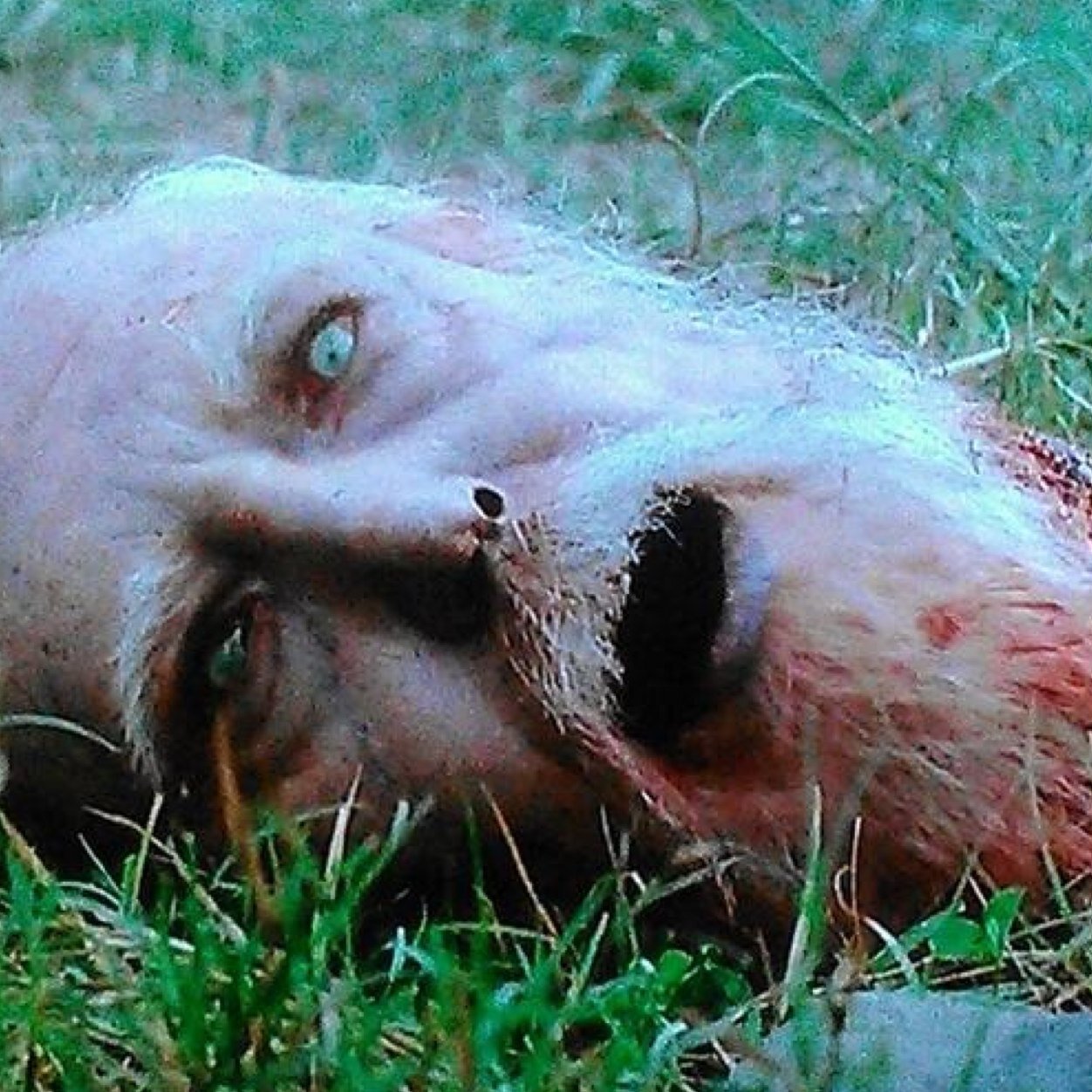 Hershels_headd's profile picture. My head.