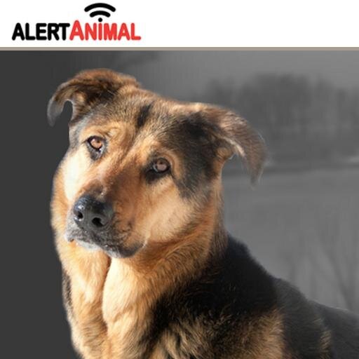 Salvar a un animal no cambiara el mundo, pero para ese ANIMAL el mundo cambiará para SIEMPRE