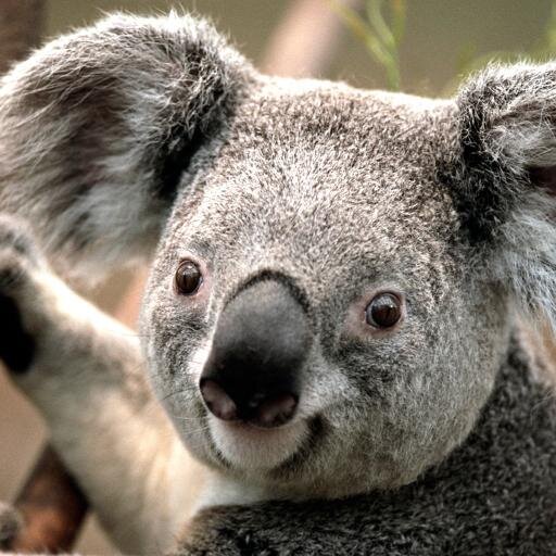 fan of:animals,gardening,prepping,diy