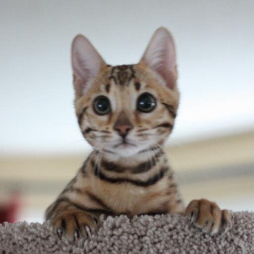 funnychickLM's profile picture. 