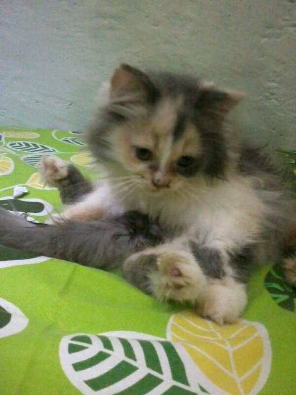 Yang butuh steril kucing dan anjing terjangkau di semarang 😊
menyediakan rawat inap pra&pasca steril tarif terjangkau
