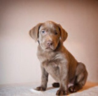 Edenton hailing pup, owned by Kiara. Follow me to support other pups in need!