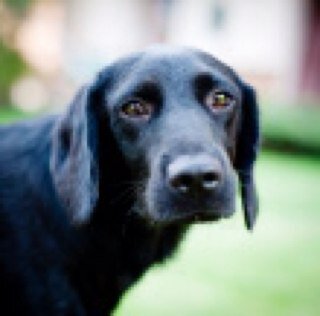 Paradise Hill based pup, loved by Charlotte. Follow me to help dogs in need!