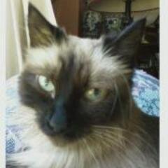 Sacramento Life Force In-Home Health Care is a family owned & locally operated Home Care Agency. Go Sacramento Kings! Adopt a shelter Cat or Dog at the SPCA! :)