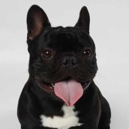 Spoiled Pooch Budget Pet Services LLC, Private Dog-walking & Pet Sitting serving West LA, we treat your pet like our very own Spoiled Pooch! Insured & Bonded
