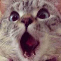 stainless (@stainless) 's Twitter Profile