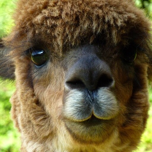 When only an alpaca will do! I even do special requests. No copyright claimed though – I'm just sharing images.