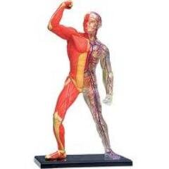 muscphysio_MPA's profile picture. The twitter account of the Musculoskeletal Physiotherapy Committee in Victoria. Tweets currently by @rayner_alicia