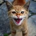 Katzen verscheuchen (@katzenschreck) Twitter profile photo