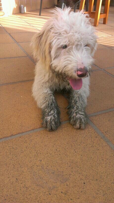Me encantan los animales y tengo 3 perros: Copito, Paty y Dru y un gato Musy. También tengo una gran afición por la música porque toco la guitarra.