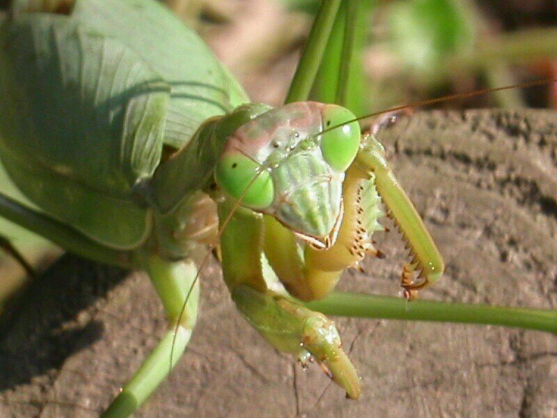 カマキリの画像をひたすらに吐き出し続けるbot。一時間に一回呟きます。孵化、捕食画像も載せているのでそういったものが苦手な方はご注意を。