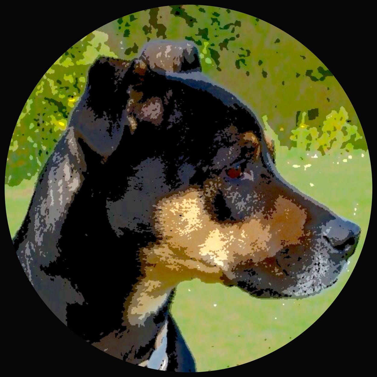 PipLeeisadog's profile picture. Purveyor of all opinions canine. Love cats. And chickens.. Not sure about sheep. AND SOCKS...