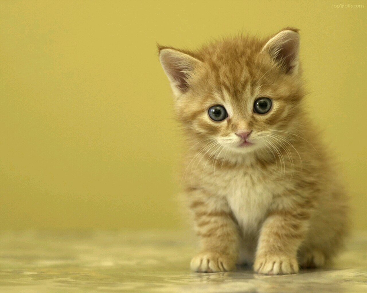 猫のかわいい写真を紹介します。