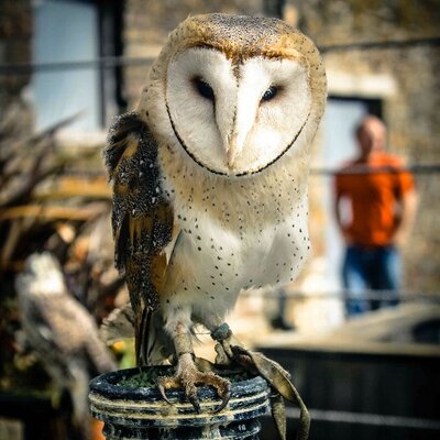 Crocadon's profile image