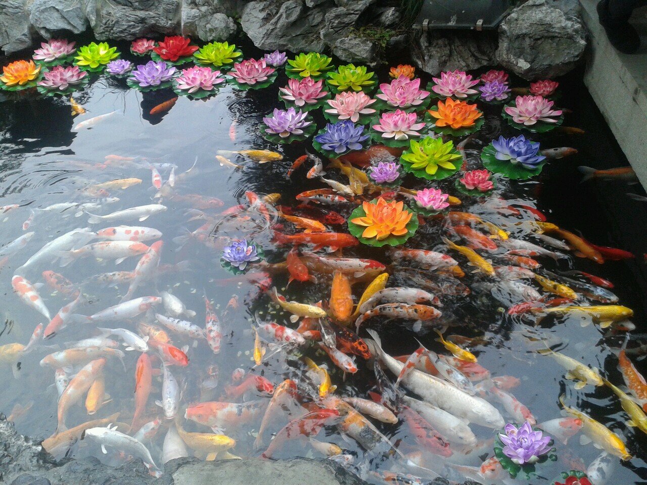 Jumi_Caco's profile picture. 