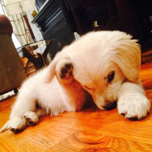 I'm a white golden retriever livin it up in the big city. Follow my adventures on instagram @lunalovepup