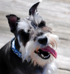 Marketing maven, cryptozoology enthusiast, and Baxter the Wonder Schnauzer's Mom.