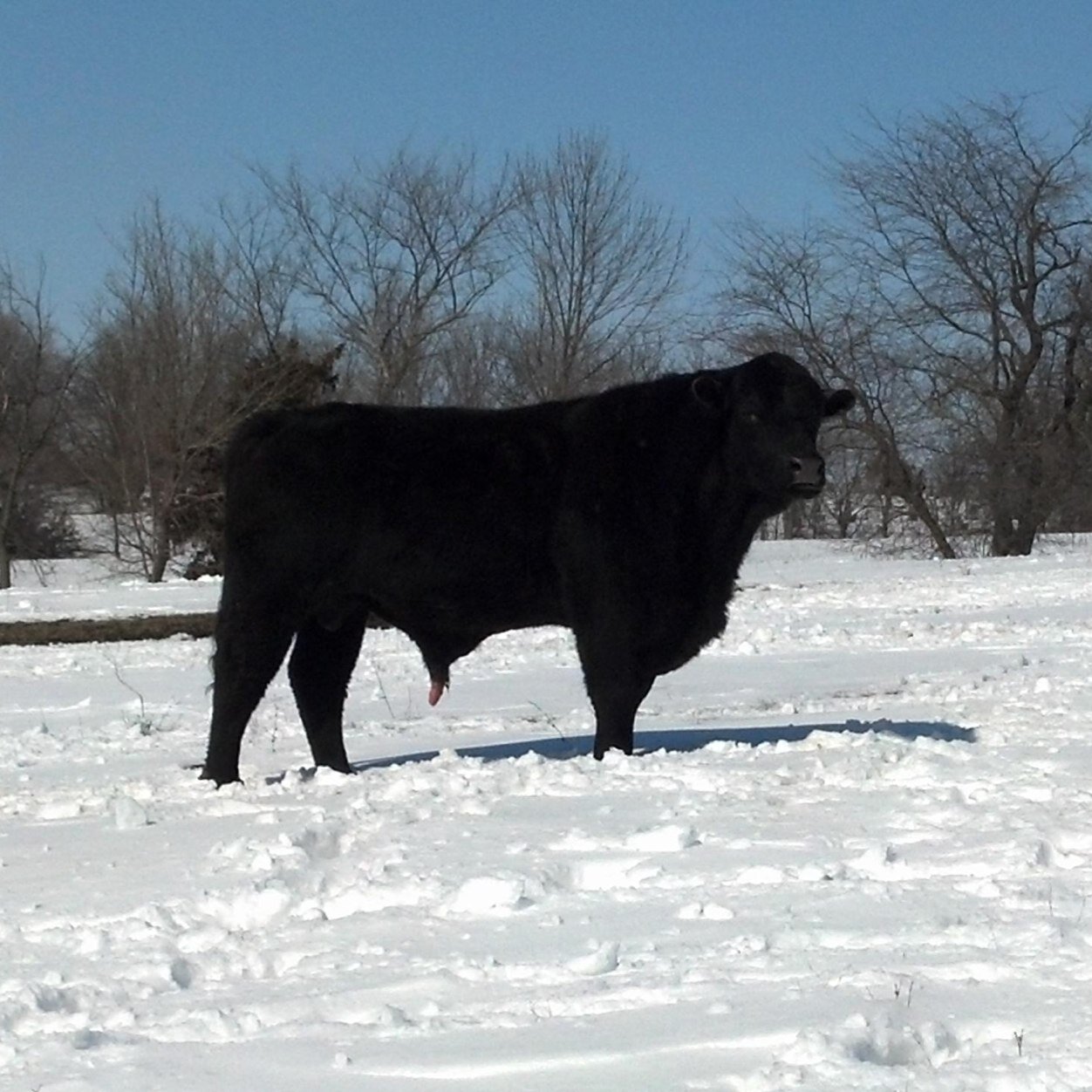 cummins28's profile picture. Studing at kansas state to become a vet, payday comes after the work is done.