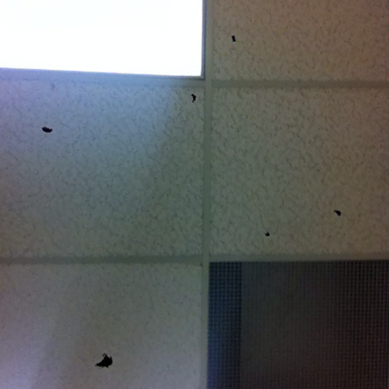 brattchow's profile picture. 