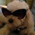 Pet Friend (@petfriend321) Twitter profile photo