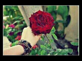 احب الصور الروووعة واموووت في الحيواناات خاصة اﻻاليفة منها ♡