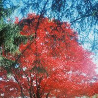 Alison Zavos (@alisonzavos) 's Twitter Profile