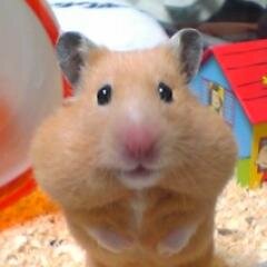 hamusoku_News Profile Picture