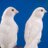 aviarioRSO's profile image