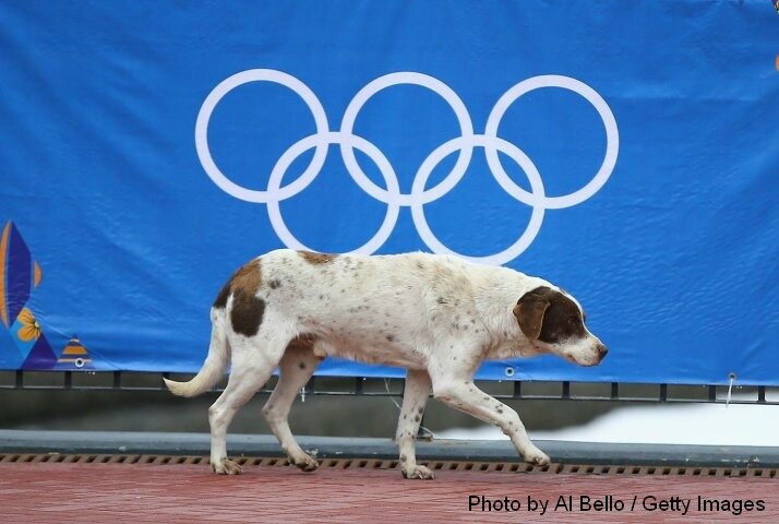 Asking ANY TV NETWORK to do an intl pet adoption segment from Sochi!  Follow us and  LIKE our FB page to add your voice to help the dogs & cats being killed!