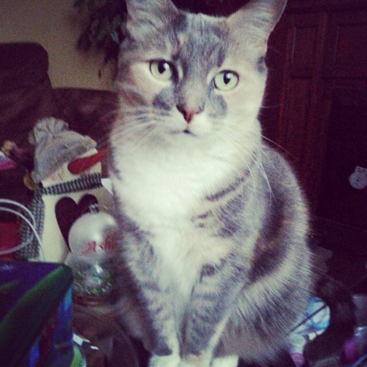 kaitlyn17171717's profile picture. 