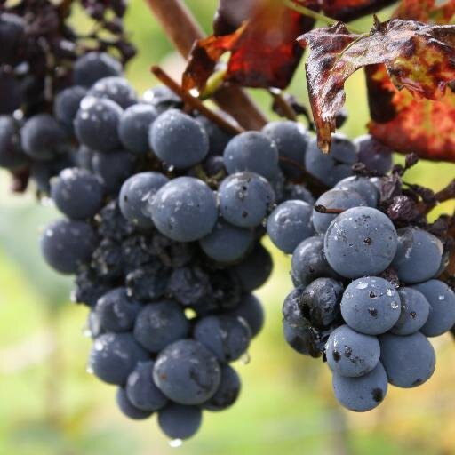 Dunn Robbins has been a leader in brand development, strategic planning, marketing, advertising & PR in the wine & spirits industry for over 20 years.