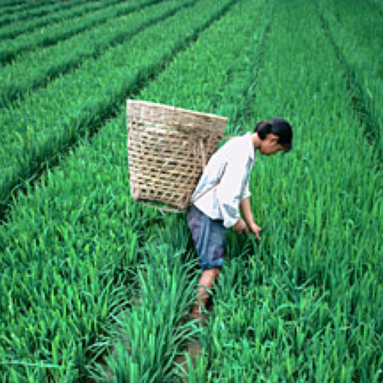 agriculture or foraging? you decide! (but we think you should pick agriculture) GO AGGIES!