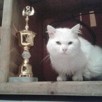 Ir@@@n (@nari0710) 's Twitter Profile