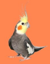 DixieFLHumane's profile picture. Tweeting for the homeless pets at Florida's Dixie County Humane Society and around the world - all of whom deserve furever love.  Beloved Phoenix OTRB 06/10/14