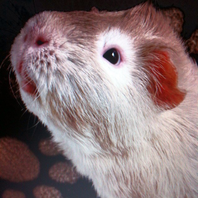 justguineapiggi's profile picture. 