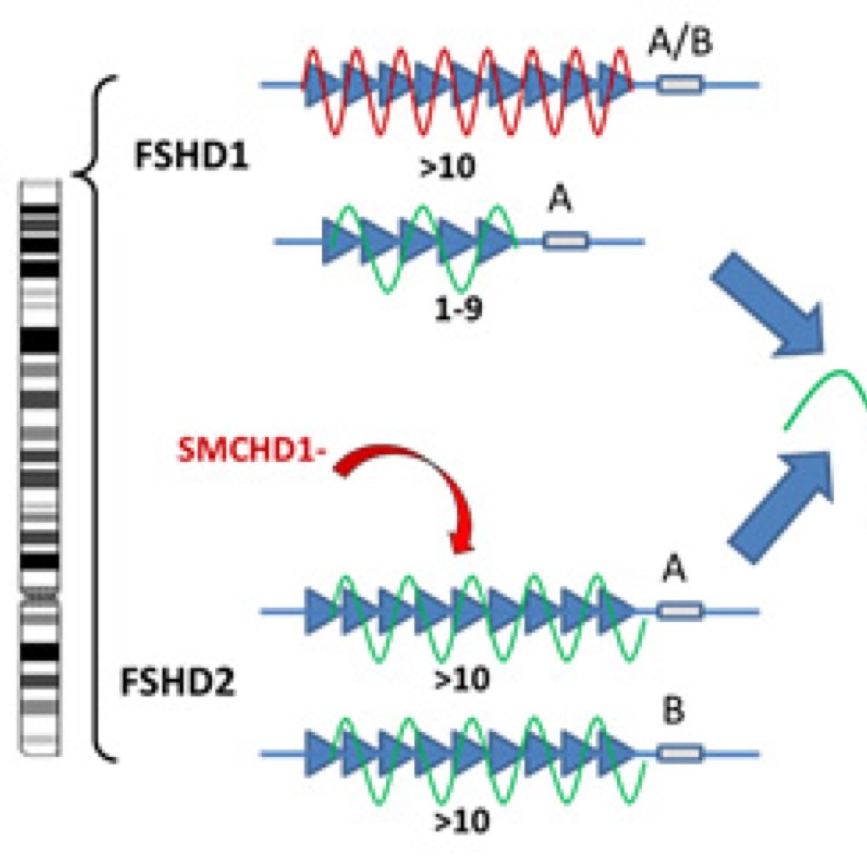 xDougalx's profile picture. FSHD