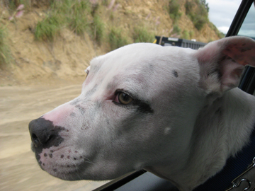 isisthedog's profile picture. Need your help! http://t.co/fYn3lpUfWE - Life through the eyes of a deaf Am. Bulldog/Pit mix (a Rocket Dog!). With some translation by @nlw and @emeisenhart