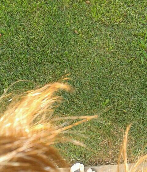 flordealgodon's profile picture. ¿nunca te miró una vaca de frente?