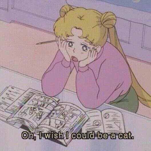 one time I dreamt I was in mean girls but everyone was a cat